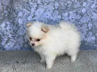 AKC Sugar, a female Pomeranian for sale in Fort Worth, TX – 1 of 6