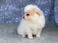 AKC Patch , a male Pomeranian for sale in Fort Worth, TX – 3 of 6