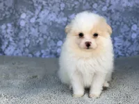 AKC Patch , a male Pomeranian for sale in Fort Worth, TX – 2 of 6