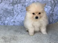 AKC William , a male Pomeranian for sale in Fort Worth, TX – 2 of 5