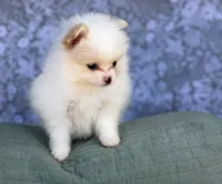 AKC Sugar, a female Pomeranian for sale in Fort Worth, TX – 4 of 6