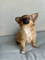 AKC Bunny , a female Chihuahua for sale in Fort Worth, TX – 2 of 3