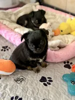 AKC Jet , a male Chihuahua for sale in Fort Worth, TX – 4 of 9