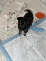AKC Jet , a male Chihuahua for sale in Fort Worth, TX – 2 of 9