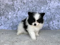 AKC Pedro , a female Pomeranian for sale in Fort Worth, TX – 5 of 7