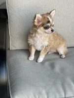 AKC Monkey , a male Chihuahua for sale in Fort Worth, TX – 3 of 5
