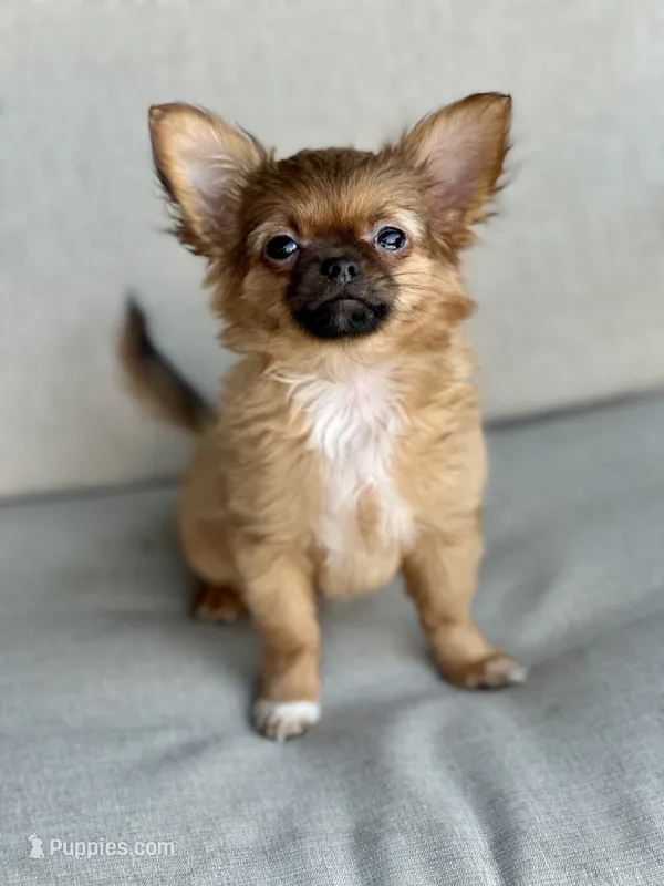 AKC Bunny  – Chihuahua puppy for sale in Fort Worth, TX