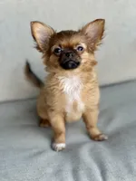AKC Bunny , a female Chihuahua for sale in Fort Worth, TX – 1 of 3