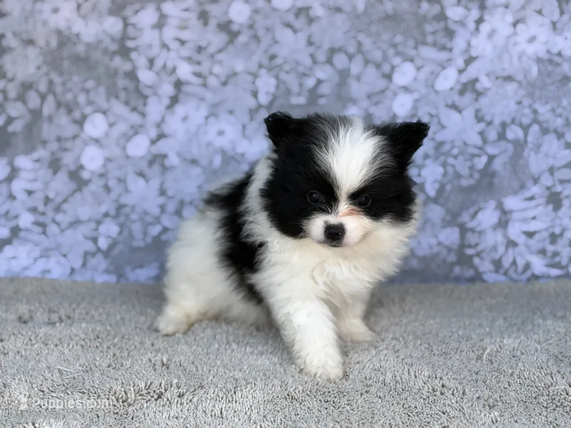 AKC Pedro  – Pomeranian puppy for sale in Fort Worth, TX