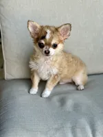 AKC Monkey , a male Chihuahua for sale in Fort Worth, TX – 1 of 5