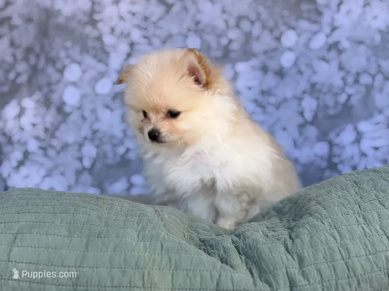 AKC William  – Pomeranian puppy for sale in Fort Worth, TX