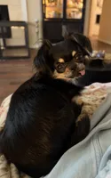 AKC Jet , a male Chihuahua for sale in Fort Worth, TX – 9 of 9