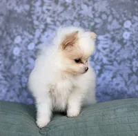 AKC Sugar, a female Pomeranian for sale in Fort Worth, TX – 3 of 6
