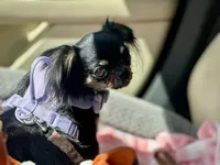 AKC Jet , a male Chihuahua for sale in Fort Worth, TX – 7 of 9