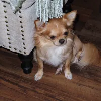 AKC Jet , a male Chihuahua for sale in Fort Worth, TX – 5 of 9