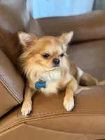 AKC Jet , a male Chihuahua for sale in Fort Worth, TX – 6 of 9