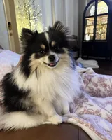 AKC Sugar, a female Pomeranian for sale in Fort Worth, TX – 5 of 6