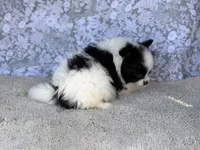 AKC Pedro , a female Pomeranian for sale in Fort Worth, TX – 3 of 7