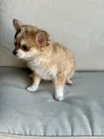 AKC Monkey , a male Chihuahua for sale in Fort Worth, TX – 5 of 5