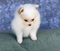 AKC Sugar, a female Pomeranian for sale in Fort Worth, TX – 2 of 6