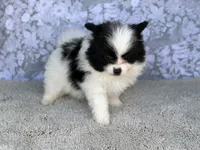 AKC Pedro , a female Pomeranian for sale in Fort Worth, TX – 2 of 7