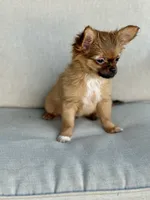 AKC Bunny , a female Chihuahua for sale in Fort Worth, TX – 3 of 3