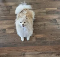 AKC Patch , a male Pomeranian for sale in Fort Worth, TX – 4 of 6