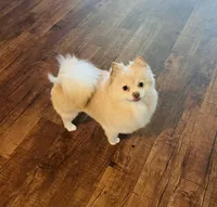AKC Sugar, a female Pomeranian for sale in Fort Worth, TX – 6 of 6
