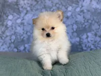 AKC William , a male Pomeranian for sale in Fort Worth, TX – 3 of 5