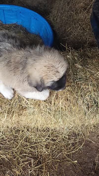 Yellow Collar, a male Great Pyrenees and Maremma Sheepdog for sale in Russell, IA – 2 of 5