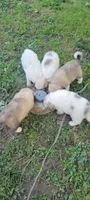 Orange Collar, a male Great Pyrenees and Maremma Sheepdog for sale in Russell, IA – 3 of 6
