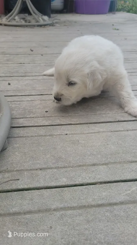 Orange Collar – Great Pyrenees, Maremma Sheepdog puppy for sale in Russell, IA