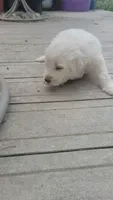 Orange Collar, a male Great Pyrenees and Maremma Sheepdog for sale in Russell, IA – 1 of 6