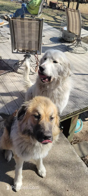 Yellow Collar – Great Pyrenees, Maremma Sheepdog puppy for sale in Russell, IA