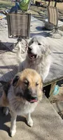 Yellow Collar, a male Great Pyrenees and Maremma Sheepdog for sale in Russell, IA – 5 of 5