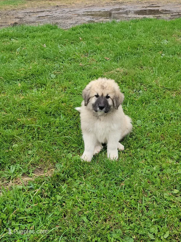 Yellow Collar – Great Pyrenees, Maremma Sheepdog puppy for sale in Russell, IA