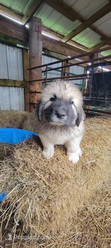 Yellow Collar – Great Pyrenees, Maremma Sheepdog puppy for sale in Russell, IA