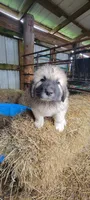 Yellow Collar, a male Great Pyrenees and Maremma Sheepdog for sale in Russell, IA – 1 of 5