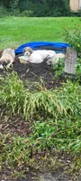 Orange Collar, a male Great Pyrenees and Maremma Sheepdog for sale in Russell, IA – 4 of 6
