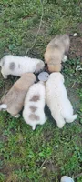Orange Collar, a male Great Pyrenees and Maremma Sheepdog for sale in Russell, IA – 5 of 6