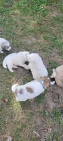 Orange Collar, a male Great Pyrenees and Maremma Sheepdog for sale in Russell, IA – 2 of 6