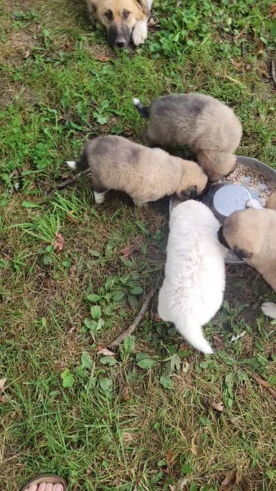 Orange Collar, a male Great Pyrenees and Maremma Sheepdog for sale in Russell, IA – 6 of 6