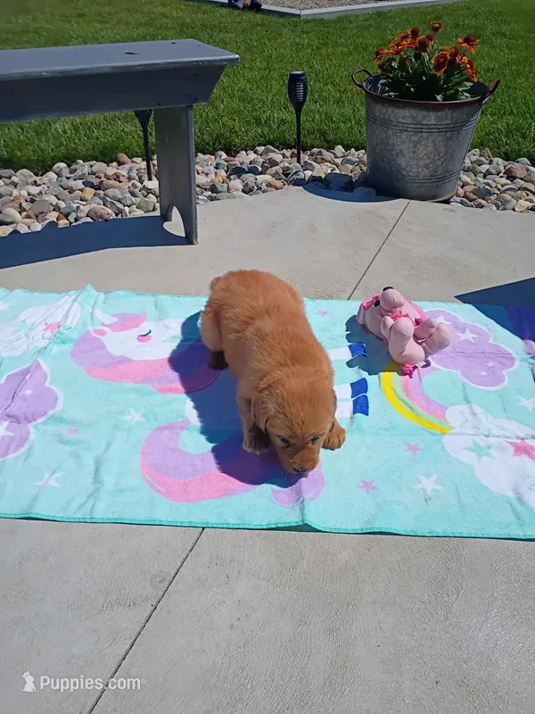 Toffee – Golden Retriever puppy for sale in Woodburn, IN