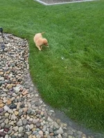 Tansy, a female Golden Retriever for sale in Woodburn, IN – 10 of 10