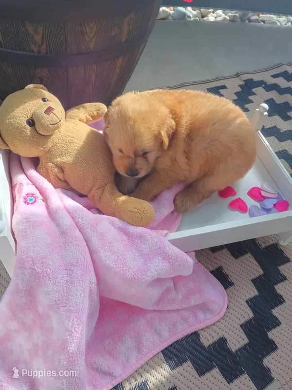 Tulip – Golden Retriever puppy for sale in Woodburn, IN