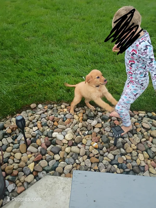 Tansy – Golden Retriever puppy for sale in Woodburn, IN