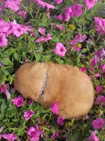 Tulip, a female Golden Retriever for sale in Woodburn, IN – 4 of 4