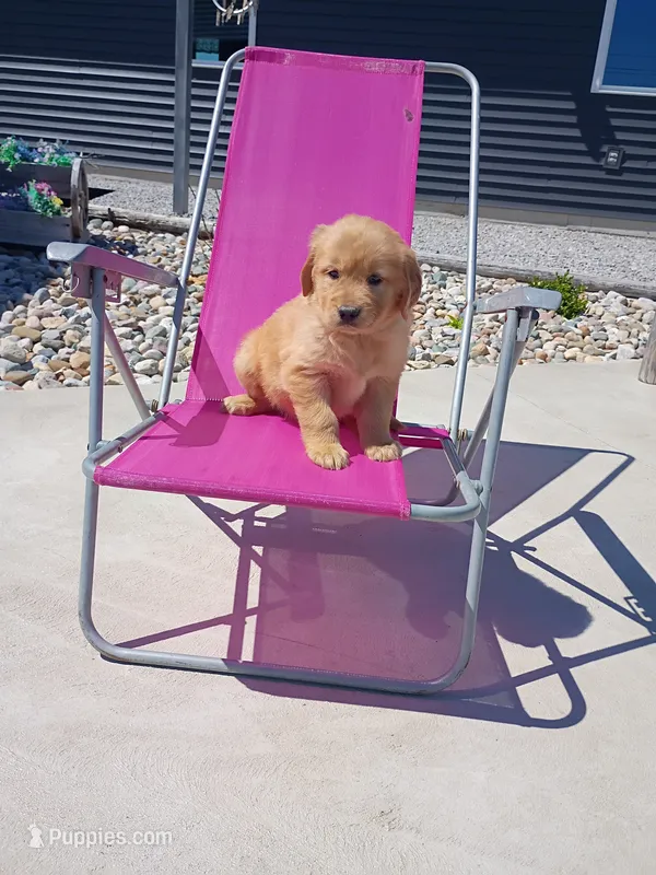 Tinker – Golden Retriever puppy for sale in Woodburn, IN