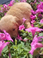 Tinker, a female Golden Retriever for sale in Woodburn, IN – 3 of 4