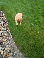 Tansy, a female Golden Retriever for sale in Woodburn, IN – 5 of 10